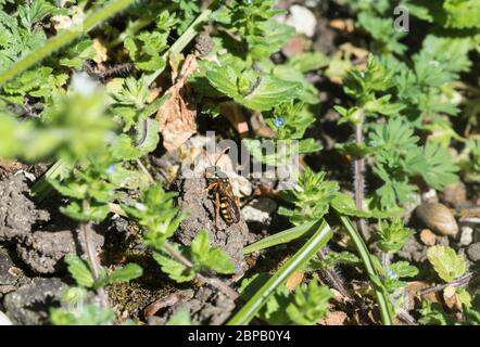 Flavous Nomad Bee (Nomada flava) Stockfoto