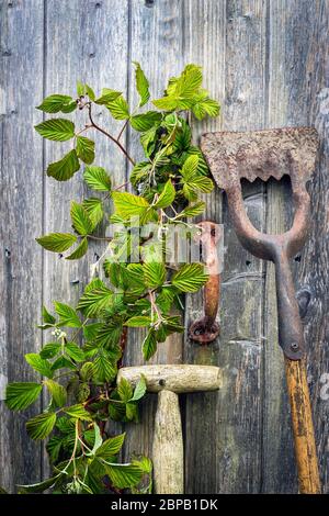 Alte und rostende Gartengeräte, die gegen einen Holzschuppen mit rostigen Türgriff liegen, Ayrshire, Großbritannien Stockfoto