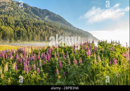 Frühlingsmorgen am Silverblana See bei Sils Maria, Engadin, Graubünden, Schweiz Stockfoto