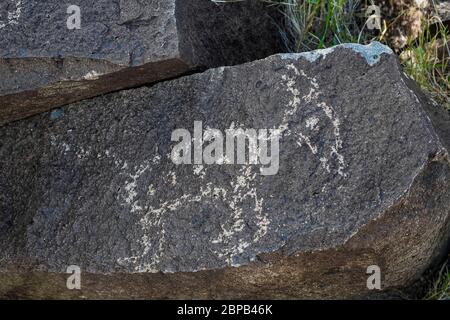 Felskunst, die Säugetiere zeigt, die vor langer Zeit von Jornada Mogollon Menschen in Three Rivers Petroglyph Site in der nördlichen Chihuahuan Wüste, New Mexico, U geschaffen wurden Stockfoto