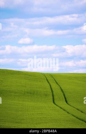 Reifenspuren auf einem grünen Heufeld, während ein Landwirt mit einem Traktor die Frühjahrs-Heuernte schneidet 12. Mai 2020 in Carroll County, Maryland. Stockfoto