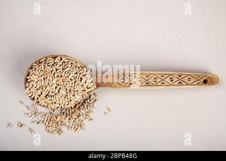 Rohe, ungeschälte Hafer in einem Holzlöffel auf grauem Hintergrund Stockfoto