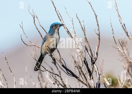 Adult Woodhouse's Scrub-Jay, Aphelocoma woodhouseii, thront in einem Strauch in Oak Grove Campground in Lincoln National Forest, New Mexico, USA Stockfoto