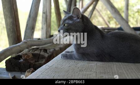 Graue Katze sitzt auf Holzbrettern in der Scheune. Stockfoto