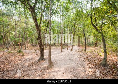 Der Wald bei Sambor Preis Kuk archäologische Stätte, Kampong Thom Provinz, Kambodscha, Südostasien Stockfoto