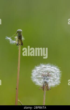 Löwenzahn (Taraxacum officinale) Samen Köpfe Stockfoto