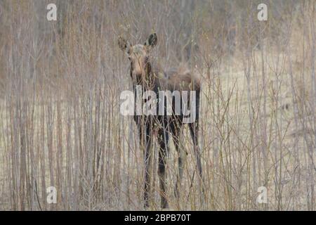 WESTERN Moose in Kanadas Boreal Forest Stockfoto