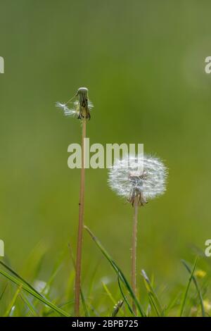 Löwenzahn (Taraxacum officinale) Samen Köpfe Stockfoto