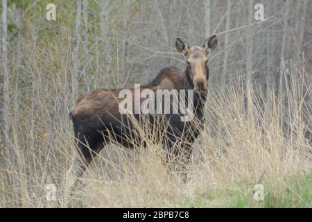 WESTERN Moose in Kanadas Boreal Forest Stockfoto