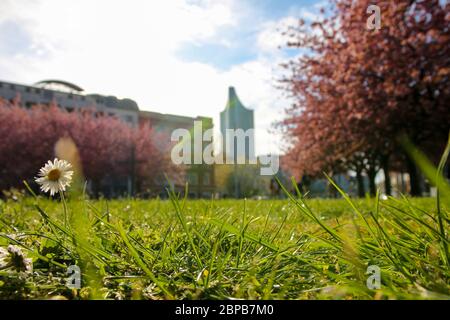Schönes Bild mit Kirschblüten im Frühling in Leipzig Stockfoto
