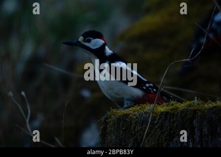 Buntspecht steht auf einem moosbedeckten Baumstamm und lehnt sich nach vorne. Stockfoto