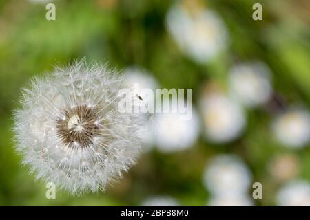 Löwenzahn (Taraxacum officinale) Samen Köpfe Stockfoto