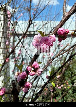 Viele blühende rosa Blüten auf Kirschbaumzweigen. Sakura Blume oder Kirschblüte Nahaufnahme Foto. Wunderschöne Frühlingsblumen. Stockfoto