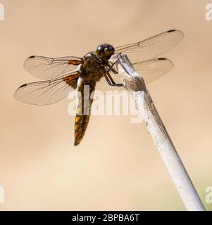 Männliche Breitmausige Chaser (Libellula depressa) Libelle Stockfoto