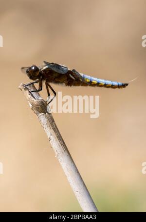 Männliche Breitmausige Chaser (Libellula depressa) Libelle Stockfoto