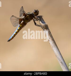 Männliche Breitmausige Chaser (Libellula depressa) Libelle Stockfoto