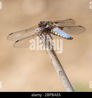 Männliche Breitmausige Chaser (Libellula depressa) Libelle Stockfoto