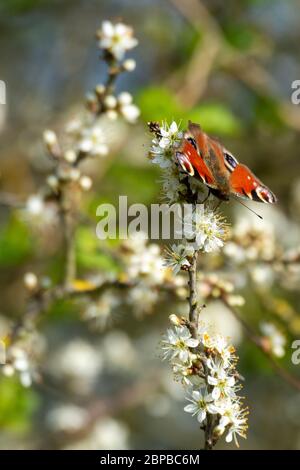 Peaccock Schmetterling (Aglais IO) Fütterung auf Schwarzdornblüte (Prunus spinosa) Stockfoto