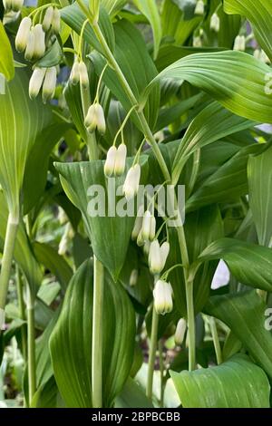 Weiße Blüten von Blooming Solomon's Siegel auch bekannt als Polygonatum odoratum im Garten, Nahaufnahme Stockfoto