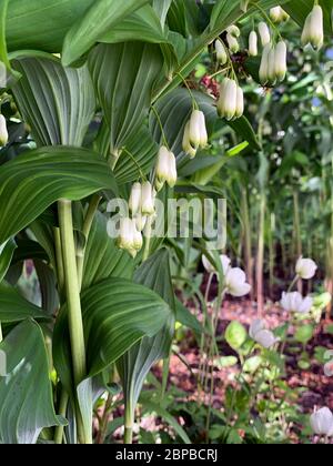 Weiße Blüten von Blooming Solomon's Siegel auch bekannt als Polygonatum odoratum im Garten, Nahaufnahme Stockfoto