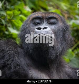 Gorilla im Wildnis-Nationalpark Demokratische Republik Kongo grüner Wald Stockfoto