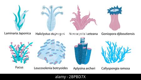 Meeresleben. Algen. Kelp. Hintergrund Unterwasserwelt.. Stock Vektor