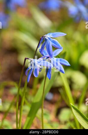 Nahaufnahme Gruppe von drei blau lila Frühling Scilla (Squill, bluebell, Schneeglöcke) Blumen im Feld, Low-Winkel-Ansicht, selektiver Fokus Stockfoto