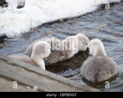 Sheerness, Kent, Großbritannien. Mai 2020. Baby-Cygnets im Barton's Point Coastal Park in Sheerness, Kent. Quelle: James Bell/Alamy Live News Stockfoto