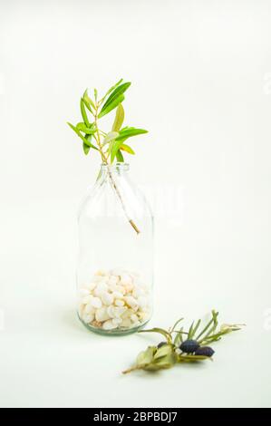 Ein Olivenzweig in einer Vintage-Glasflasche auf weißem Wandhintergrund. Stockfoto