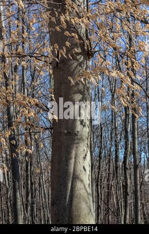 Amerikanische Buche, Fagus grandifolia, mit getrockneten Blättern aus dem letzten Jahr noch hängen an, in Zentral Michigan, USA Stockfoto