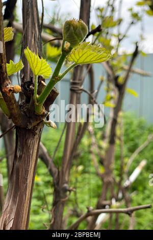 Traubensprossen. Junger Blütenstand der Trauben auf der Rebe Nahaufnahme. Weinrebe mit jungen Blättern und Knospen, die auf einer Weinrebe im Weinberg blühen. Stockfoto