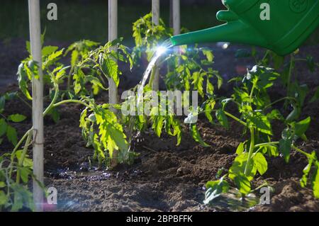 Tomaten in den Boden gießen. Frühling und Arbeit im Garten. Natürliche biologische Gartenarbeit. Stockfoto