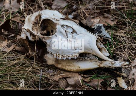 Schädel von Weißschwanz-Hirsch, Odocoileus virginianus, in Zentral-Michigan, USA Stockfoto