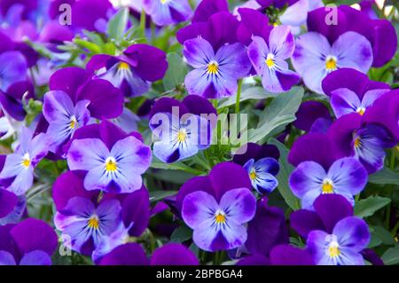 Blühende Stiefmütterchen Blumen. Blau-lila Blütenblätter im Garten im Frühjahr. Stockfoto