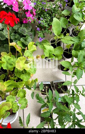 Blumensämlinge verschiedener Art in Plastiktöpfen, rote und rosafarbenen Blumen, Töpfe stehen auf der Terrasse des Hauses Stockfoto
