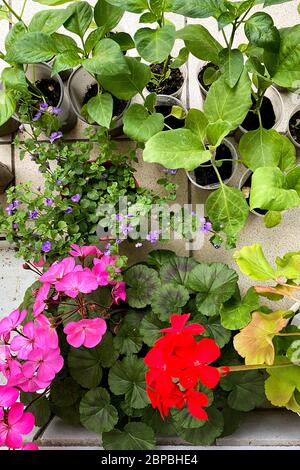 Blumensämlinge verschiedener Art in Plastiktöpfen, rote und rosafarbenen Blumen, Töpfe stehen auf der Terrasse des Hauses Stockfoto
