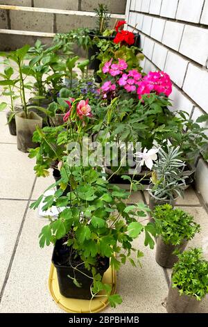 Blumensämlinge verschiedener Art in Plastiktöpfen, rote und rosafarbenen Blumen, Töpfe stehen auf der Terrasse des Hauses Stockfoto