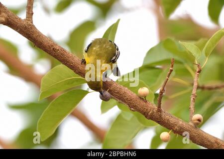 Ein männlicher IORA (Aegithina tiphia), der in Westthailand eine Beere in einem Fruchtbaum pickt Stockfoto