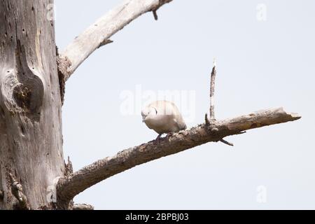 Eurasische Halsbandtaube Stockfoto