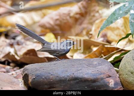 Ein Weißkehliger Fantail (Rhipidura albicollis), der auf einem kleinen Felsen im Wald in Nordthailand thront Stockfoto