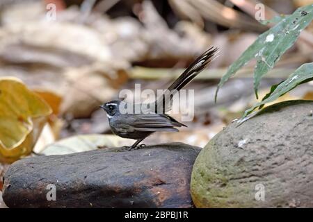 Ein Weißkehliger Fantail (Rhipidura albicollis), der auf einem kleinen Felsen im Wald in Nordthailand thront Stockfoto