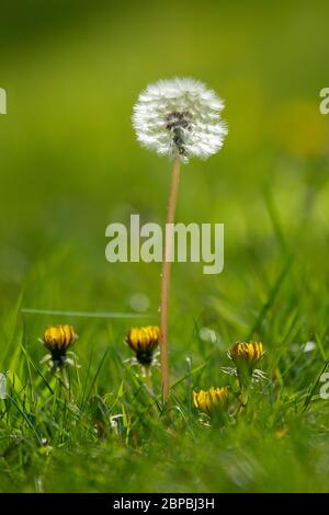 Löwenzahn (Taraxacum officinale) Samen und Blütenköpfe Stockfoto