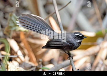 Ein Weißkehlfantail (Rhipidura albicollis), der auf einem kleinen Ast in einem Bambuswald in Nordthailand thront Stockfoto