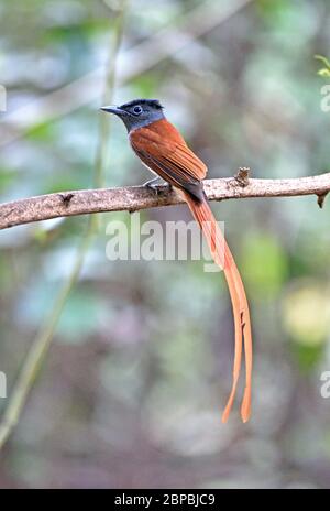 Ein männlicher orientalischer Paradies-Flycatcher (Terpsiphone affinis) auf einem kleinen Ast im Wald in Westthailand Stockfoto