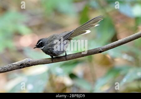 Ein Weißkehlfantail (Rhipidura albicollis), der auf einem kleinen Ast in einem Bambuswald in Nordthailand thront Stockfoto