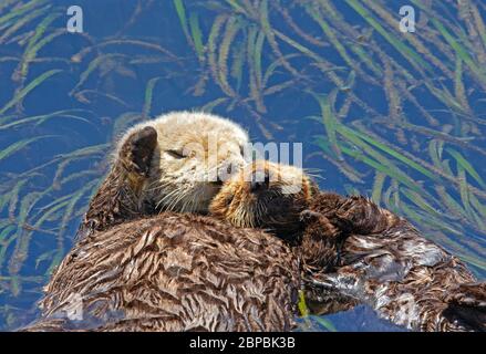 Sea Otter Mama und Pup Nahaufnahme schlafen nebeneinander im Seegras Stockfoto