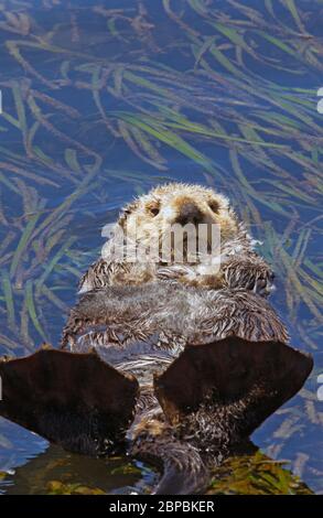 Seeotter schläft im Seegras Stockfoto