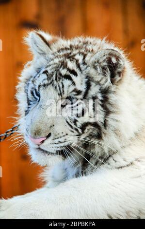 Ein junges weißes Tigerjunge in einem Wildtierschutzzentrum. Es war Zeit zum Füttern der Flasche, also posierte er für die Kameras. Stockfoto