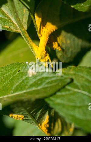 Rostpilz (Melampsora populinea) auf dem Merkur des Hundes (Mercurialis perennis) Stockfoto