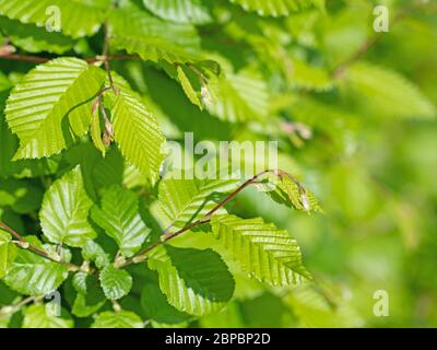 Junge Blätter der Hainbuche, Carpinus betulus, im Frühjahr Stockfoto